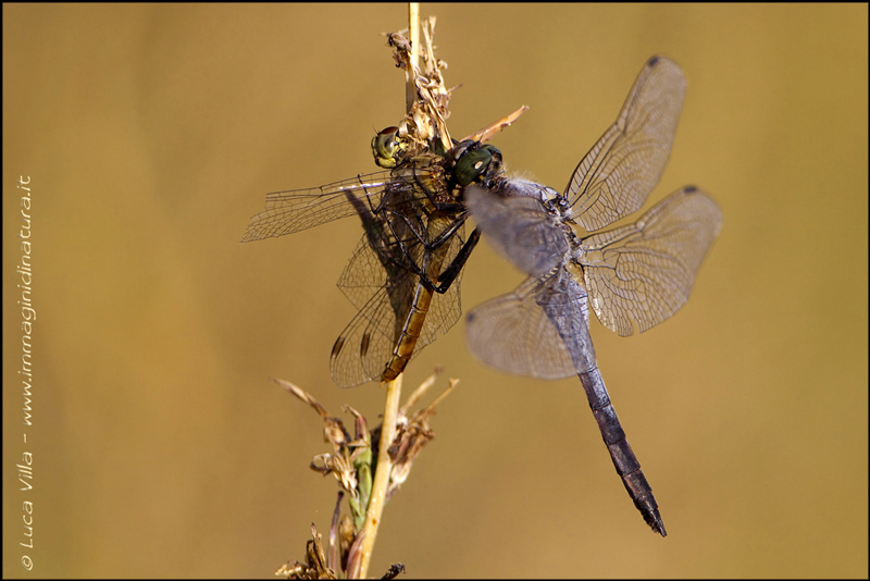 Libellula Killer: Orthetrum cancellatum vs Symp. striolatum